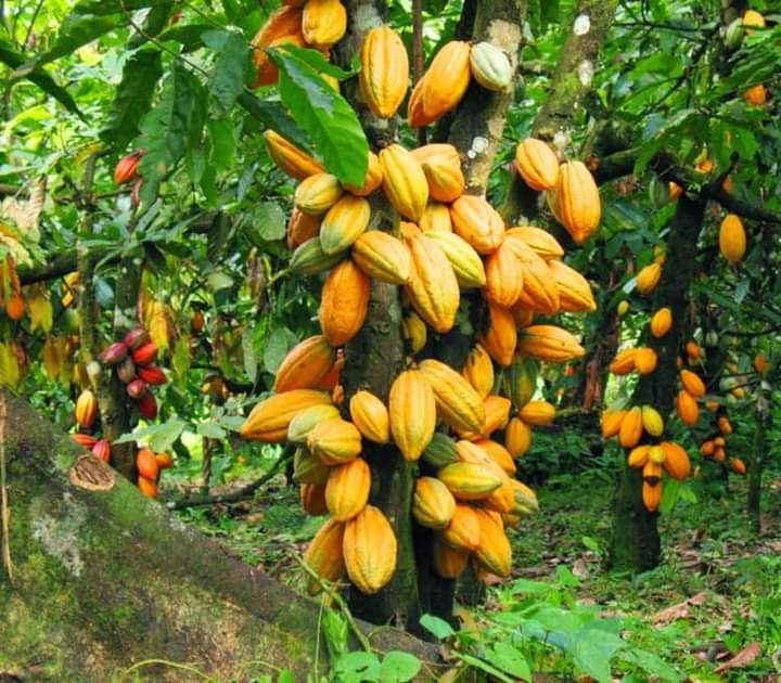 Ghana attains highest cocoa production in history for 2020/2021 season