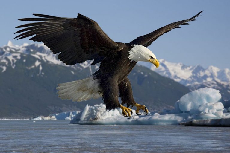 SIX LEADERSHIP PRINCIPLES TO LEARN FROM AN EAGLE.