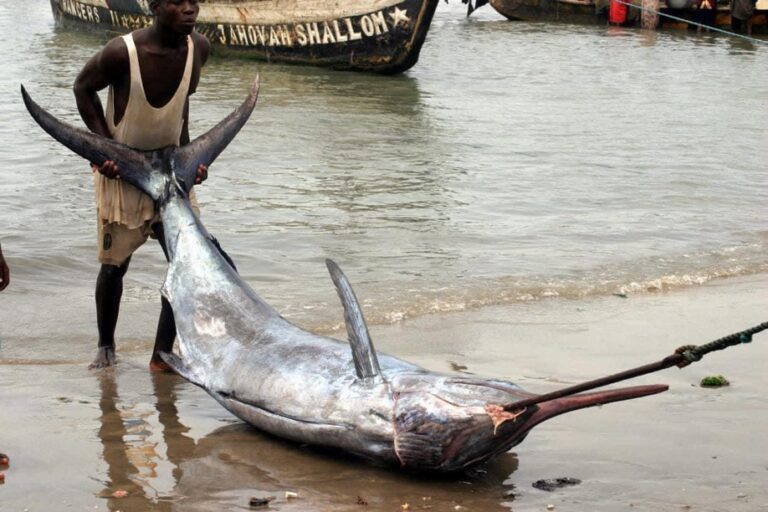 In Apam, our fishermen made a remarkable catch at sea, reeling in a rare blue marlin.